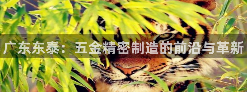 云顶国际投资有限公司招聘